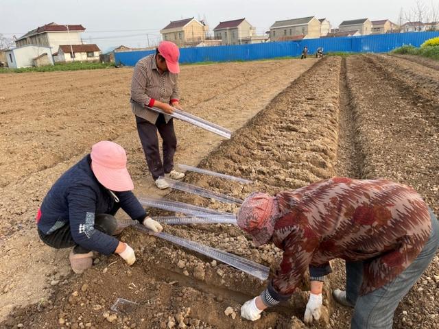 山药新型种植技术在海门示范推广