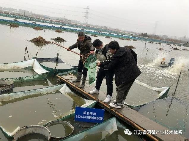 江苏省河蟹体系常熟推广示范基地精心指导做好蟹种放养工作