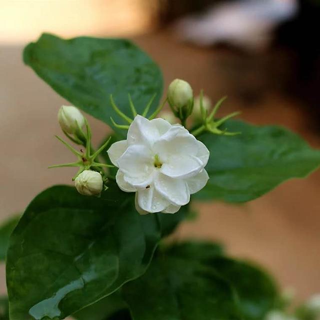 茉莉，6月怎么养？做到“3个勤”，花苞一茬接一茬，花香一整夏