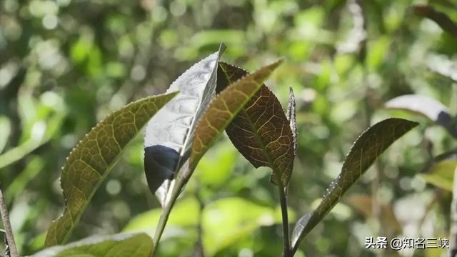 说茶传媒：中国这两个茶苗基地都号称全国最大，到底谁更胜一筹？