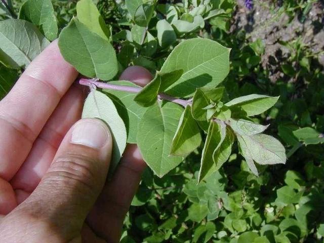 很好养护的爬藤金银花，想让它花开灿烂是有技巧的