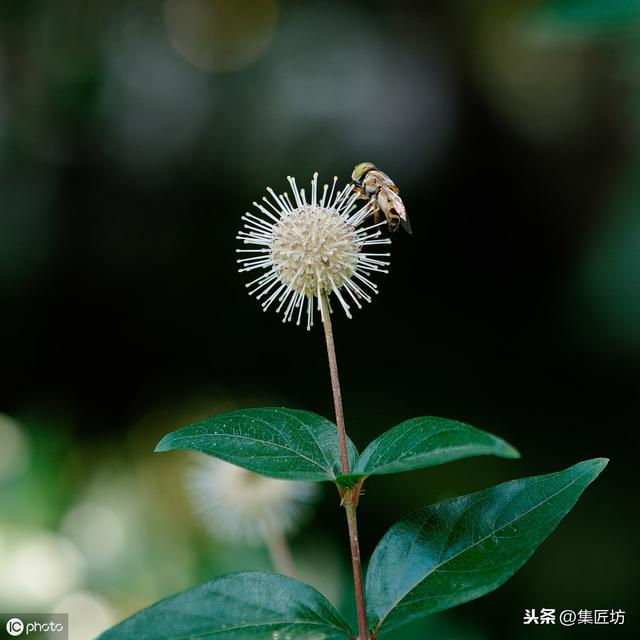 水杨梅盆景创作养护浅析，常遇见，却常被忽视的盆景优质素材