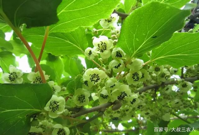 家有空地庭院，软枣果树种两棵，好养易活，主要是软甜多汁口碑好