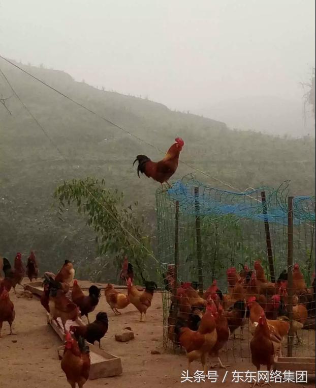 出诊四川达州，来看看大山里的原生态土鸡