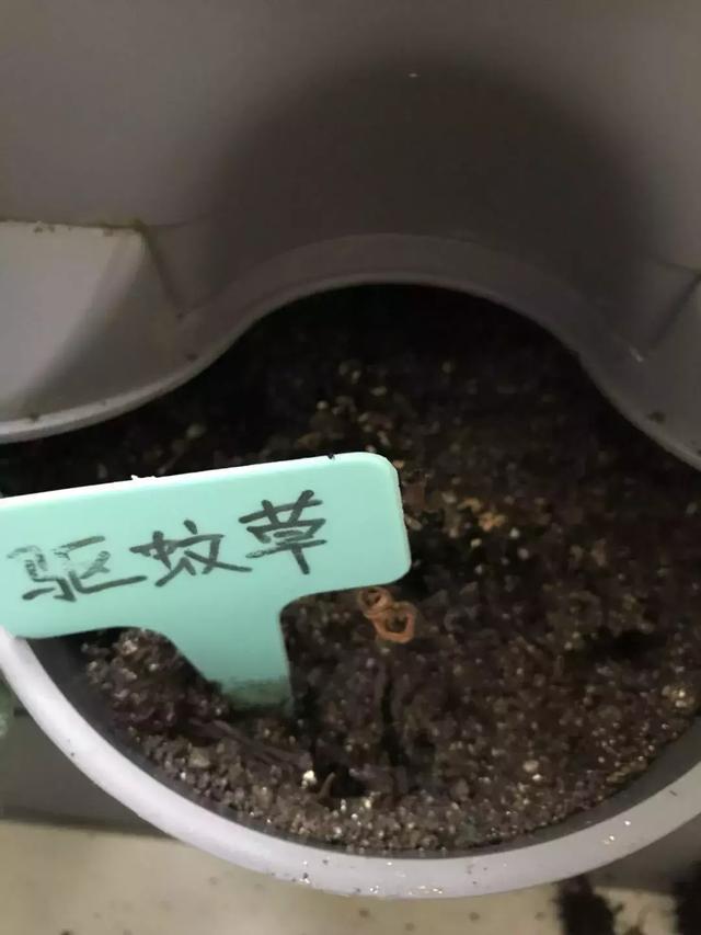 花园小白的种植初体验