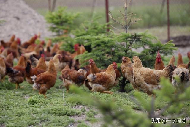 农村散养土鸡的饲养管理要注意哪些方面问题保证成活率