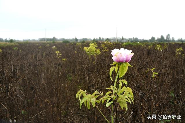 种植牡丹的困惑，为啥秋天会开花，为啥春季不能移栽？