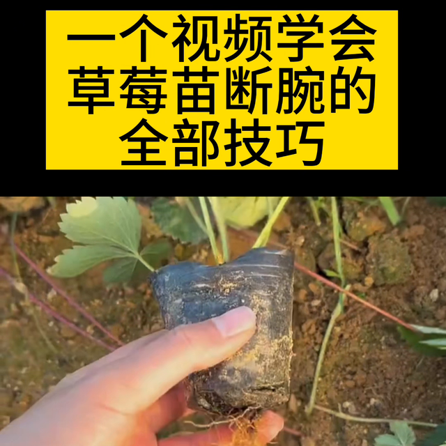 一个视频让你学会草莓苗断腕的全部技巧！#草莓种植技术