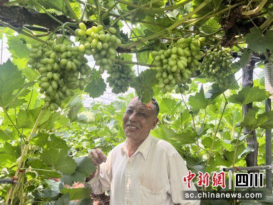 葡萄串起凉山渔村“甜蜜经济” 西昌赵家村果香飘