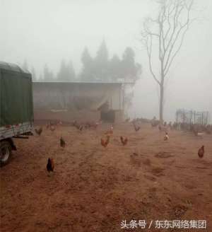 达州土鸡养殖场(出诊四川达州，来看看大山里的原生态土鸡)