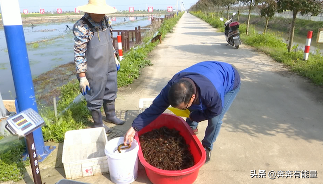 潜江龙虾养殖又出新招，黄鳝天敌都敢一起养，1亩增收800元