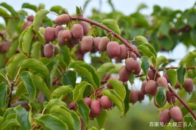 家有空地庭院，软枣果树种两棵，好养易活，主要是软甜多汁口碑好