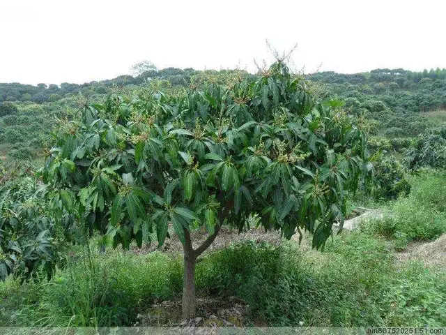 芒果这样种，高产很轻松，亩收益都上万