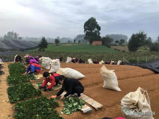 说茶传媒：中国这两个茶苗基地都号称全国最大，到底谁更胜一筹？