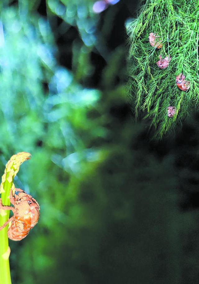 芦笋地里“种”金蝉，一块土地两份收入