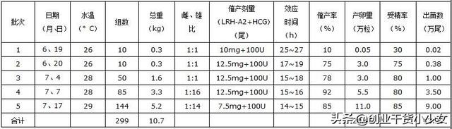 高回报养殖项目，新手创业经验分享，泥鳅苗种规模化生产