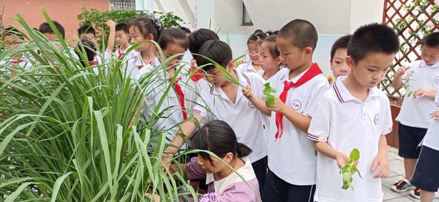 从学校农场剪下香茅和薄荷枝条回家种植，这个暑假作业“真香”