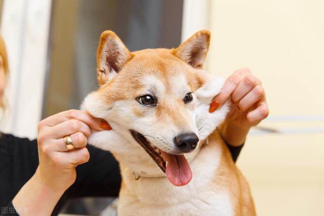 养狗攻略：用正确方式饲养柴犬，就不怕养不好