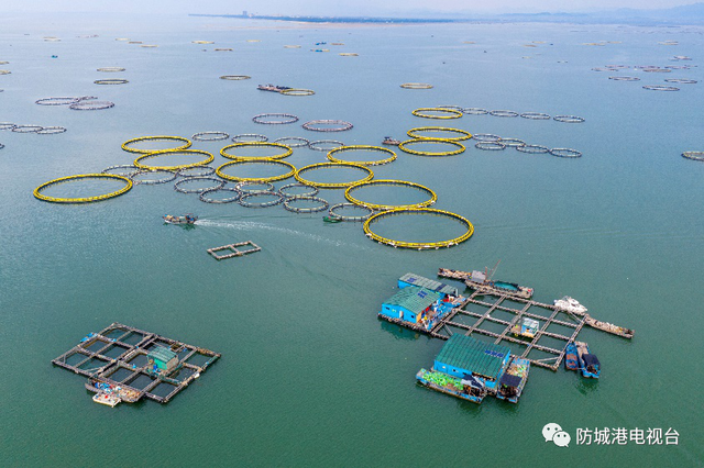 壮观！防城港白龙珍珠湾深水网箱养鱼（内附金鲳鱼多种做法）