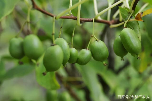 家有空地庭院，软枣果树种两棵，好养易活，主要是软甜多汁口碑好