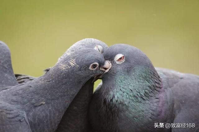 幼鸽出壳后的饲养管理