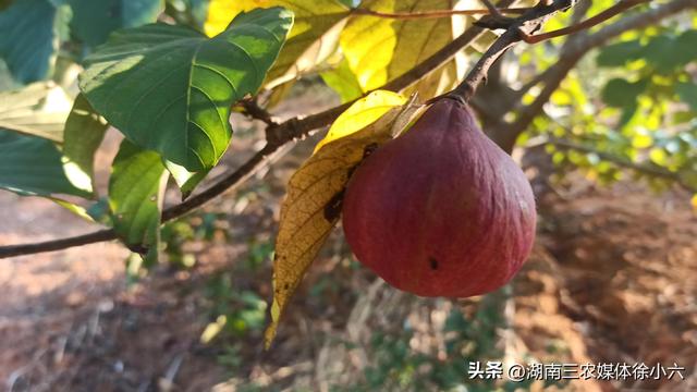 湖南有个农民种出了特大无花果，两个就有一斤多