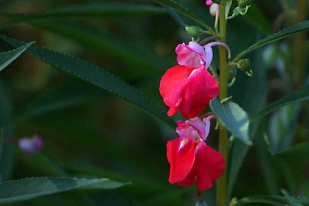 这种花种子见土就长苗，这样养夏日花开满枝