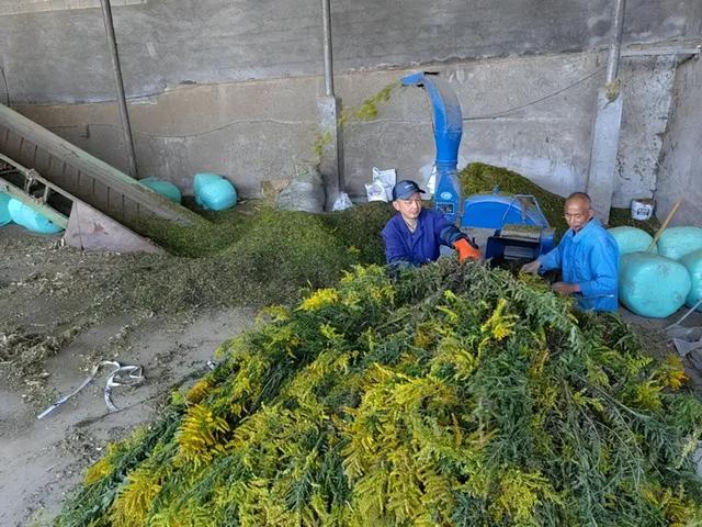 中国人太会过日子了！加拿大一枝黄花成牛羊美食，秸秆还能种蘑菇