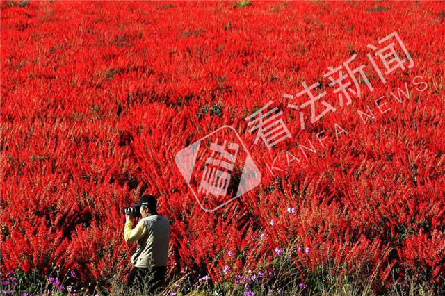 “串”起秋日美景 村民种百亩串红吸引众多游客