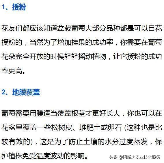 想要在露台上养盆栽葡萄，掌握这几个技巧，年年都有吃不完的葡萄