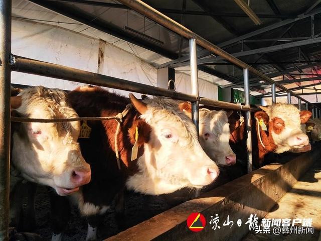 雷波汶水村：“基础肉牛银行”模式助农致富