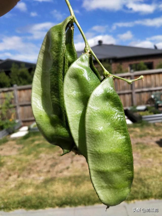 梅豆种植的时间和方法？老农说：这地方种植梅豆质感最好