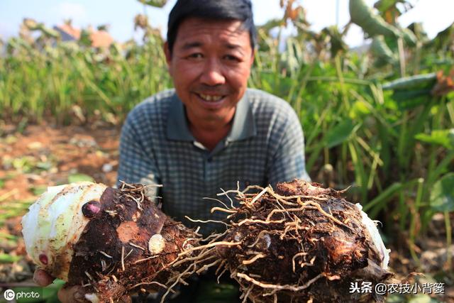 要想芋头种植产量大、品质高、收益好，这些种植管理技巧要知道