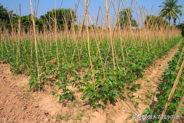 豆角如何种植和管理，才能让苗株长势更好、开花结荚更多？