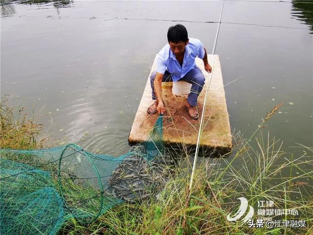 江津贾嗣镇1.8万斤南美白对虾上市