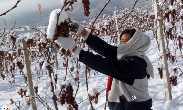 东北大叔冰天雪地零下10度摘葡萄，20天发酵2年陈酿成冰酒，啥样