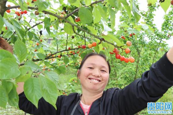 贵阳：人间四月天，乌当下坝樱桃红