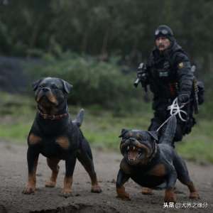 中华狼青犬养殖基地(它们出自猛犬之乡，欧洲军警公认的三驾马车，其中它为中国贡献大)