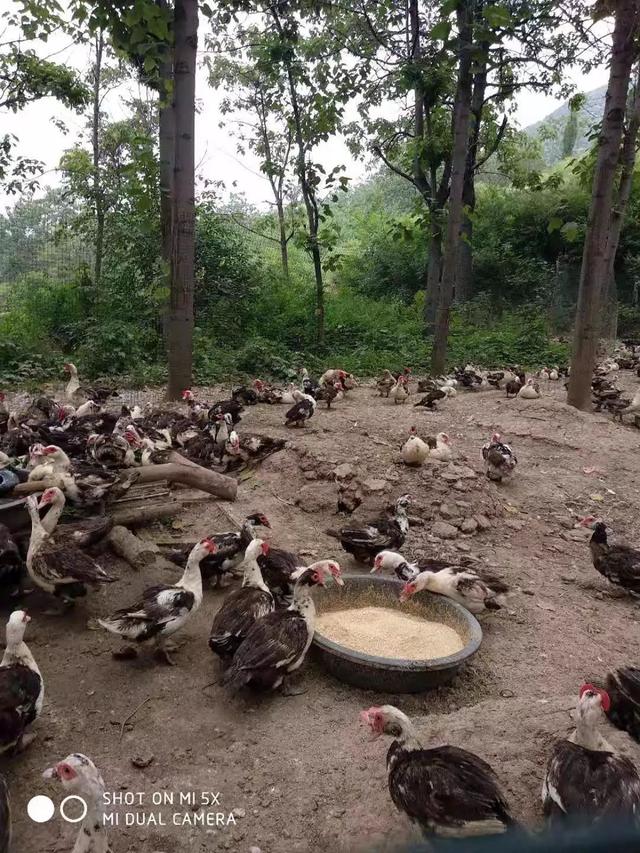 快来看！禹州这个人养了一千多只鸳鸯