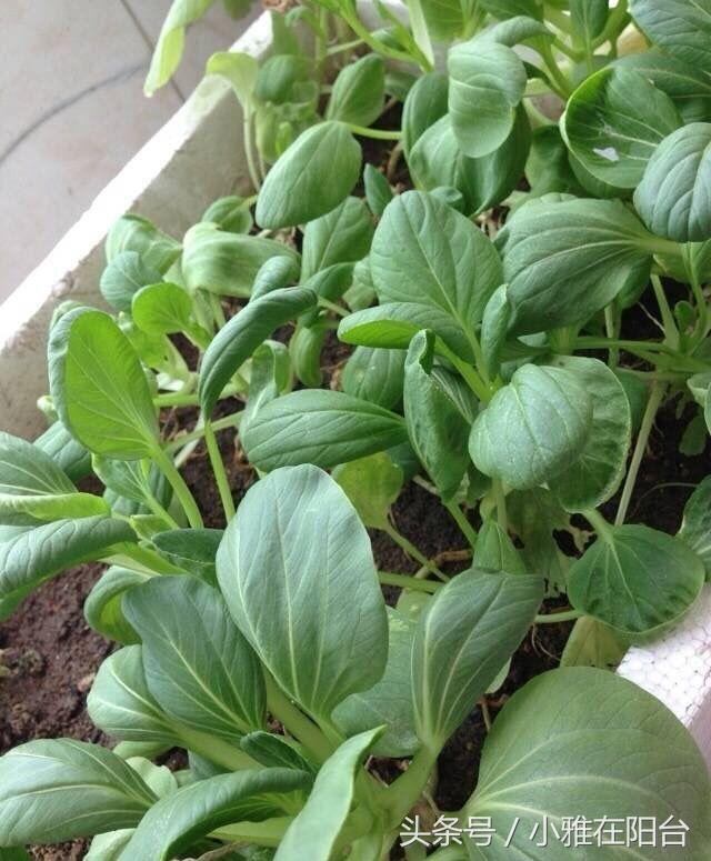 家庭种鸡毛菜，一个方法冬天也能长势旺，种起来简单又好玩！