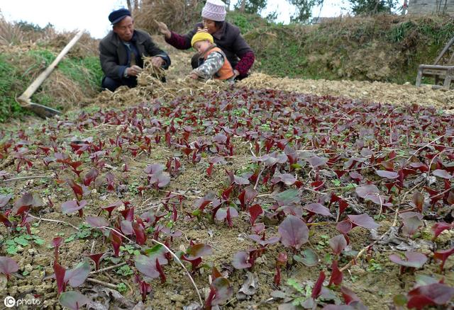 鱼腥草如何种植才能获得高产优质？掌握以下这5点，助你科学种植