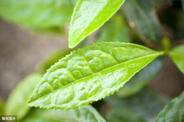 茶叶的种植技术分析及管理策略，保证茶叶的健康生长和优质增产