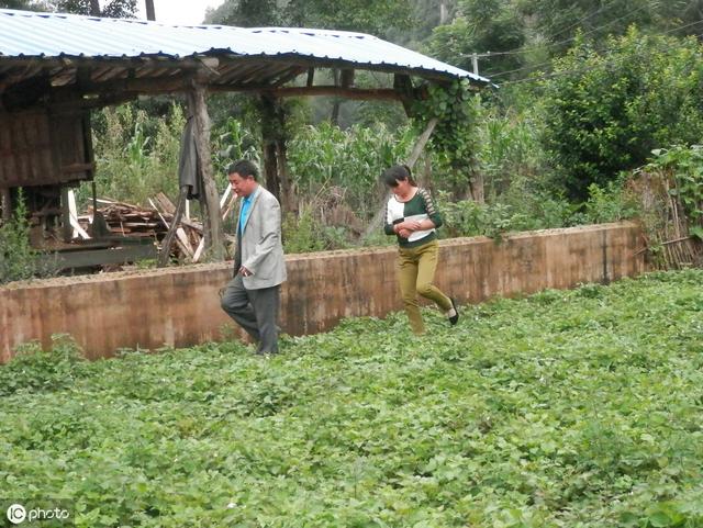 鱼腥草如何种植才能获得高产优质？掌握以下这5点，助你科学种植