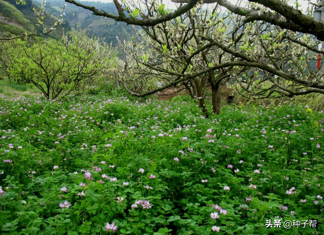 瘦田变肥田，种在水稻田里的绿肥，紫云英的种植时间和种植技术