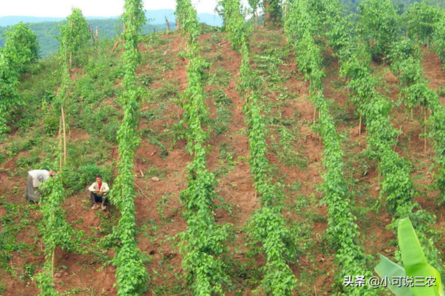 种植美藤果时，就存在这些栽培技术，你想了解吗