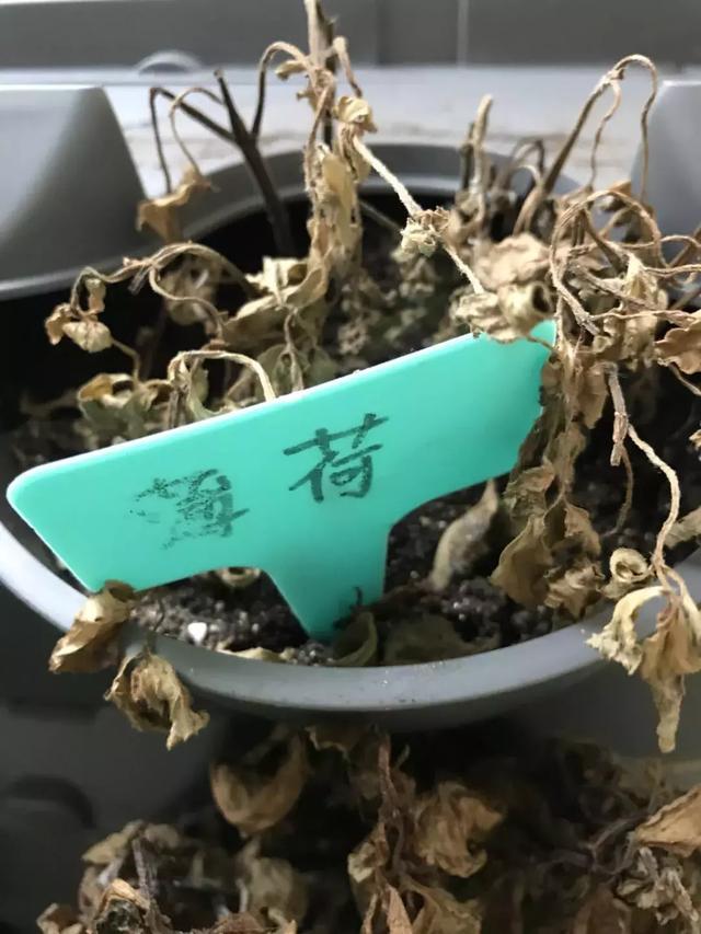 花园小白的种植初体验