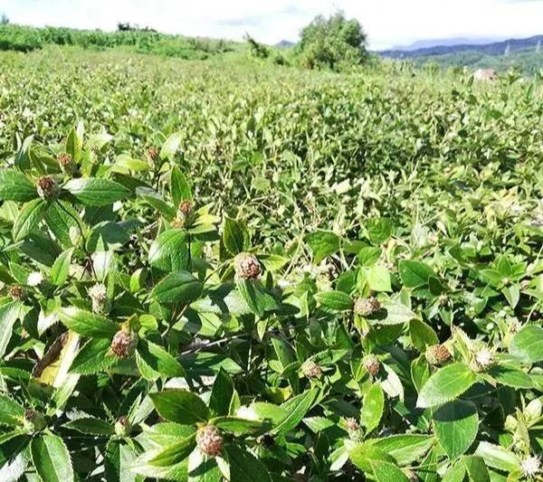 苍术的需求量越来越大，怎样进行人工种植呢？