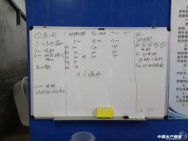 用罗非鱼调水，工厂化生物絮团养虾玩出了新花样