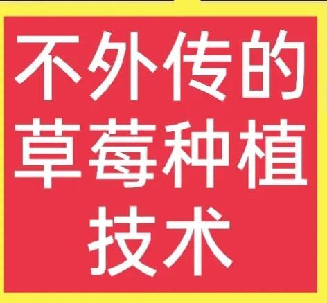 不外传的草莓种植技术，想学的速来看！(真实好文)