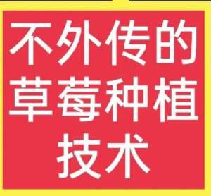 草莓怎么种植甜(不外传的草莓种植技术，想学的速来看(真实好文))